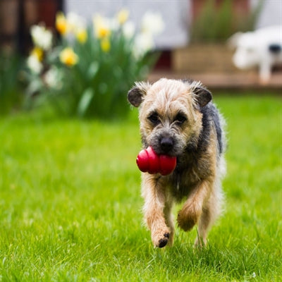 Kong Classic Rood